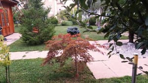 thumbnail: Garden