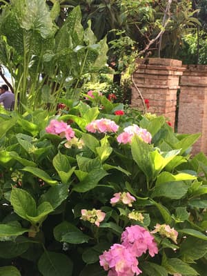 thumbnail: Garden