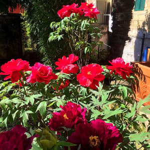 thumbnail: Garden