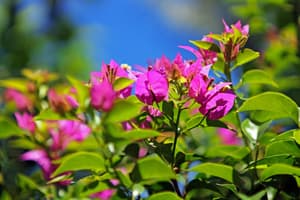 thumbnail: Garden