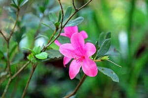 thumbnail: Garden