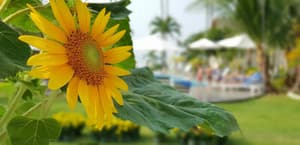 thumbnail: Garden