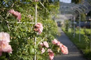 thumbnail: Garden