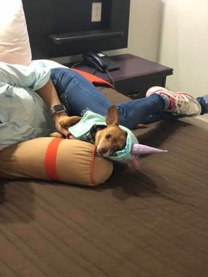 thumbnail: Pet-friendly