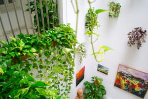 thumbnail: Terrace/patio