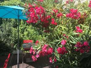 thumbnail: Garden
