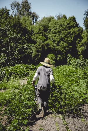 thumbnail: Garden