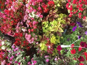 thumbnail: Garden