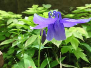 thumbnail: Garden