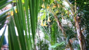 thumbnail: Garden