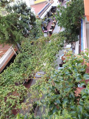 thumbnail: Garden