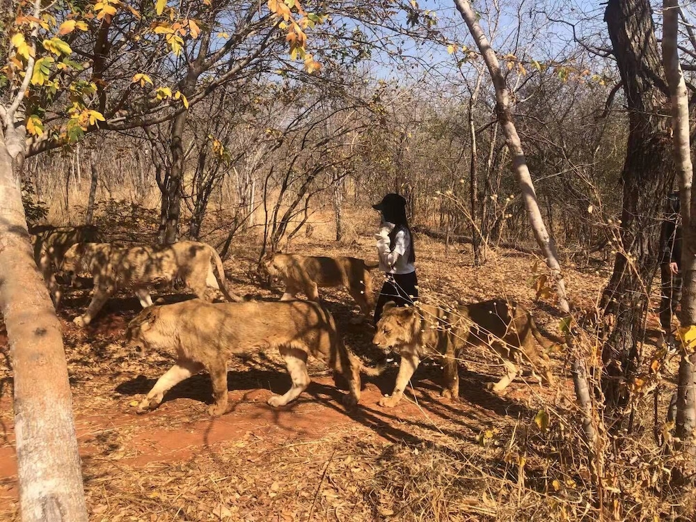 Safari