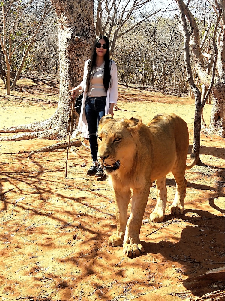 Safari