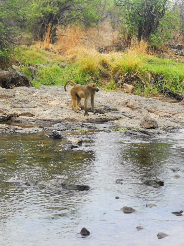 Game viewing