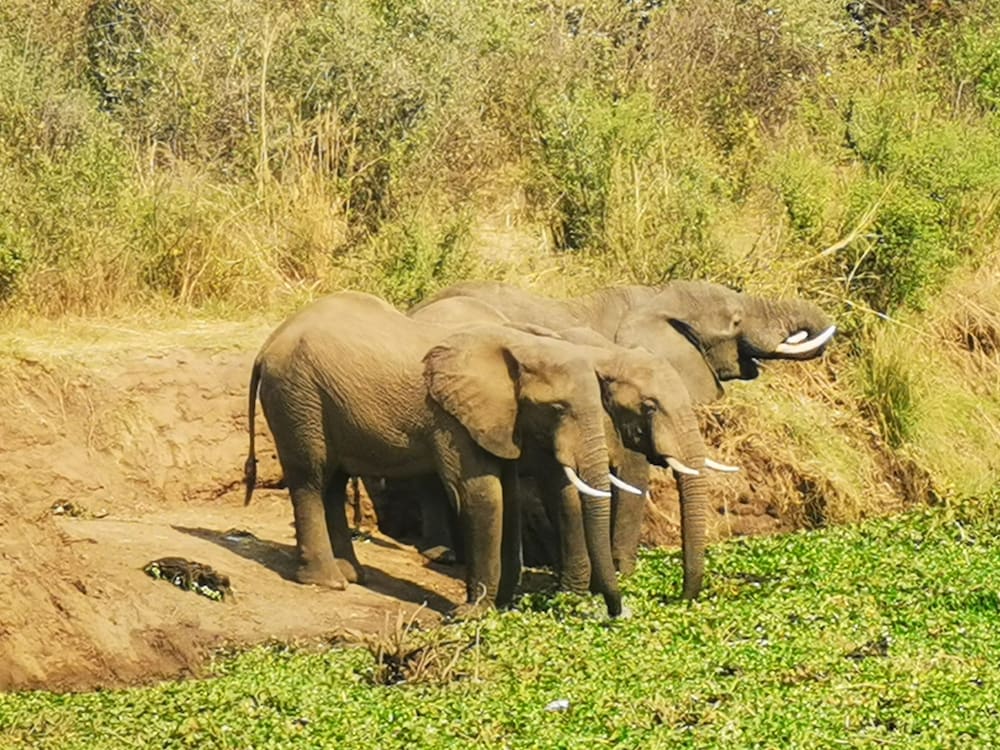 Game viewing