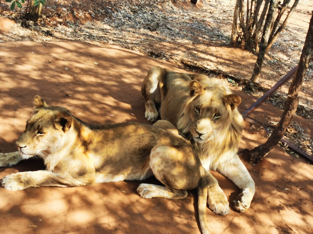 Game viewing