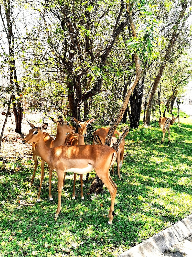 Game viewing