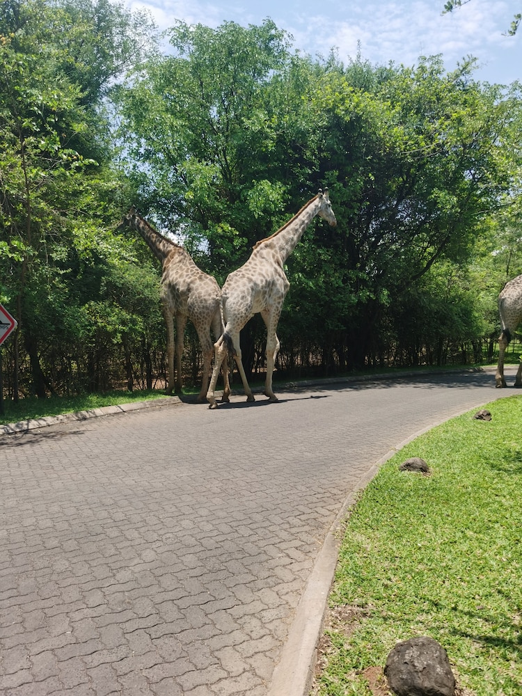 Game viewing