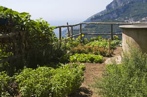 thumbnail: Garden