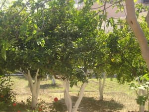thumbnail: Terrace/patio