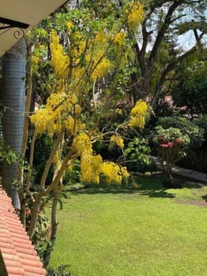 thumbnail: Garden