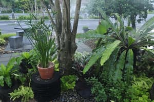 thumbnail: Garden
