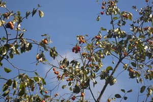 thumbnail: Reception