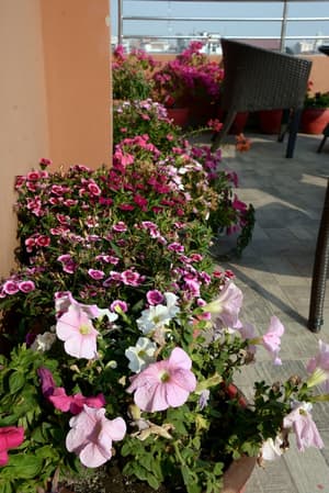 thumbnail: Garden