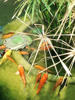 thumbnail: Lake