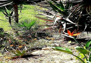 thumbnail: Garden