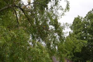 thumbnail: Garden