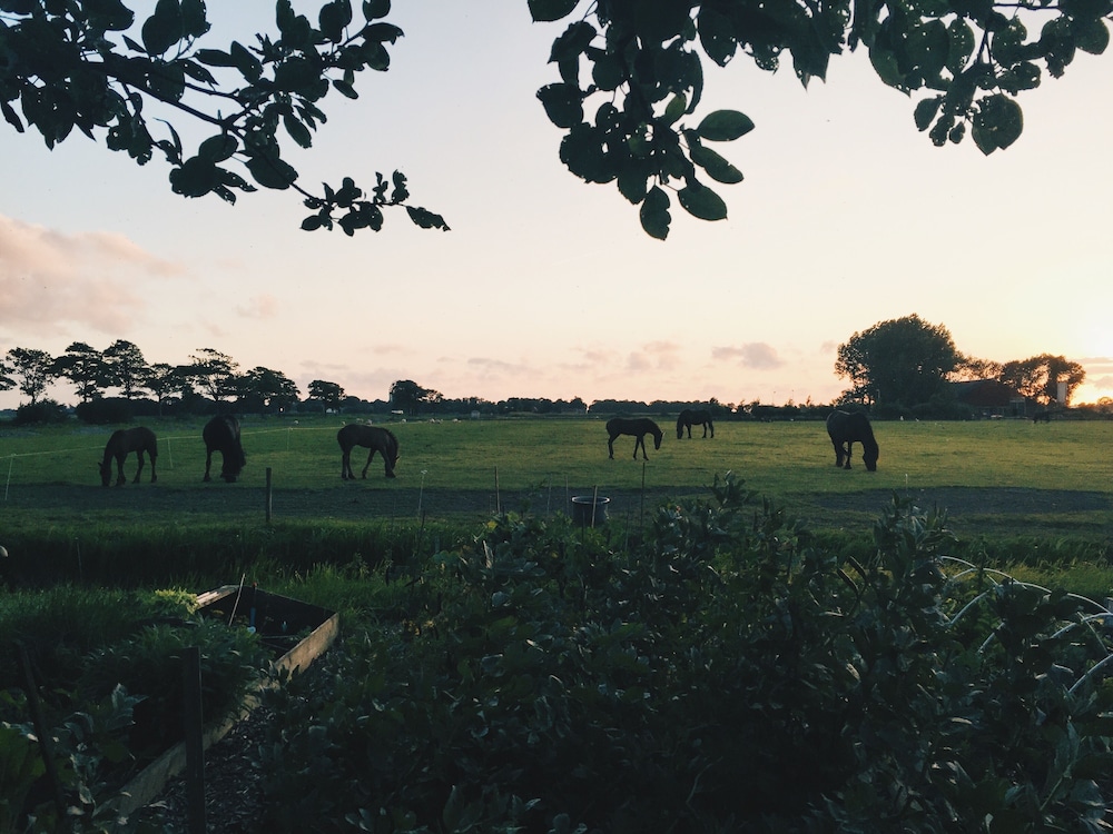 Garden view