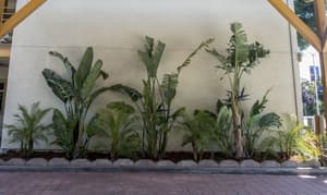 thumbnail: Garden