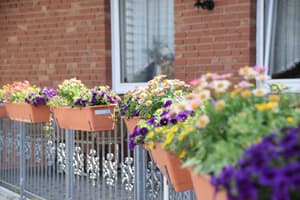 thumbnail: Sundeck