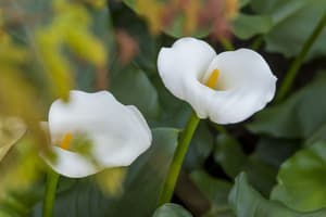 thumbnail: Garden