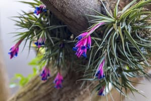 thumbnail: Garden