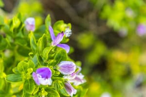 thumbnail: Garden