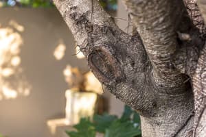 thumbnail: Garden