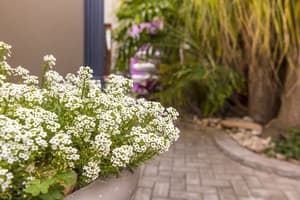 thumbnail: Garden