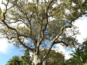 thumbnail: Garden view