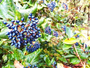 thumbnail: Garden