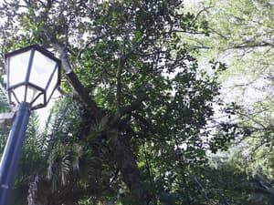 thumbnail: Garden
