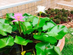 thumbnail: Garden