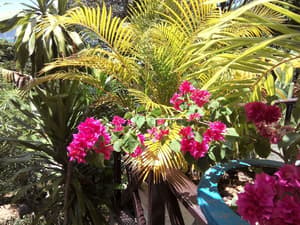 thumbnail: Garden