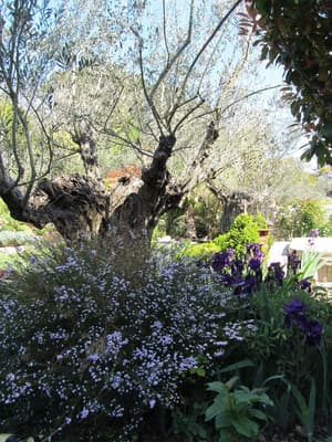 thumbnail: Garden