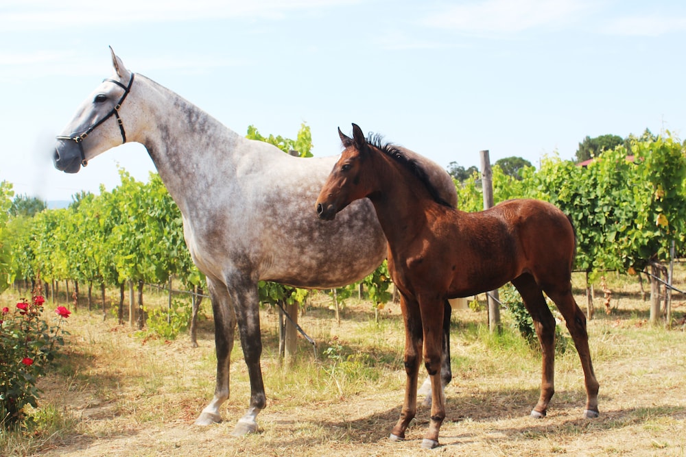 Horseback riding