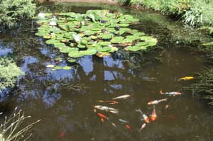 thumbnail: Garden