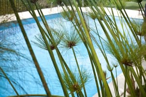 thumbnail: Outdoor pool