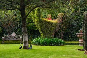 thumbnail: Garden view