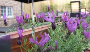 thumbnail: Garden